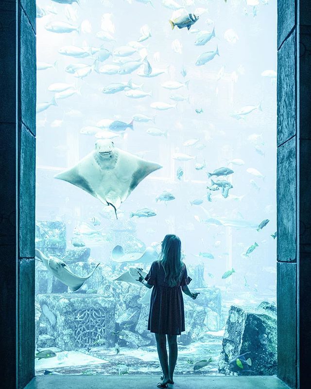 Lost Chamber – Bye & Fly