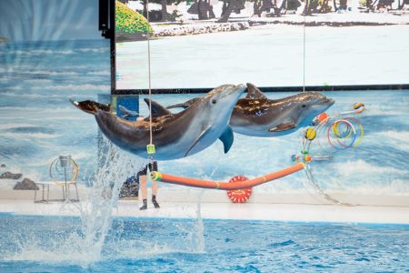 Dubai Dolphinarium