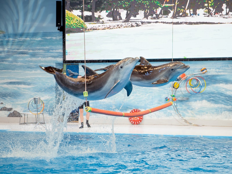 Dubai Dolphinarium